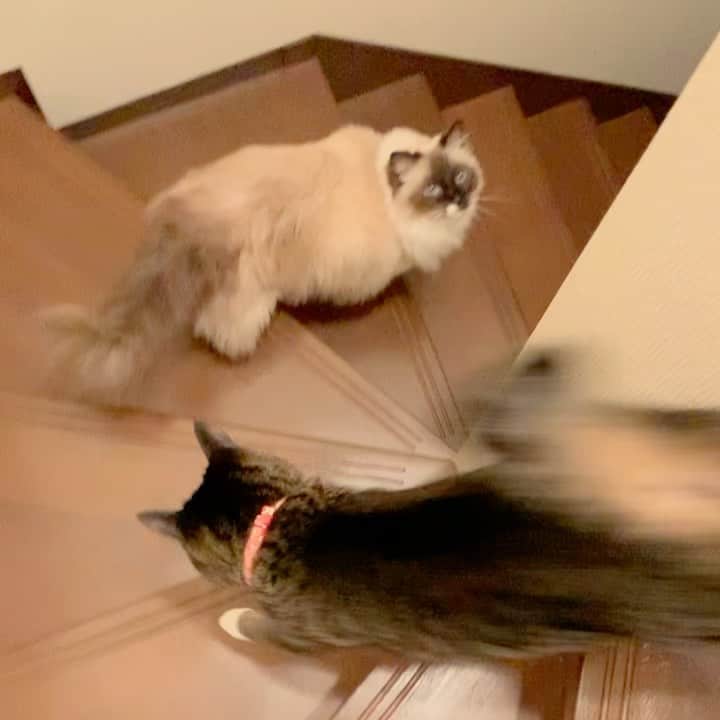 takegaeruのインスタグラム：「てんちゃんはやっぱりせわしない😽  #cat #猫 #ragdoll #ラグドール #ホワイトポッチーズ #よもねこ #よもぎねこ #キジトラ #きじとら」