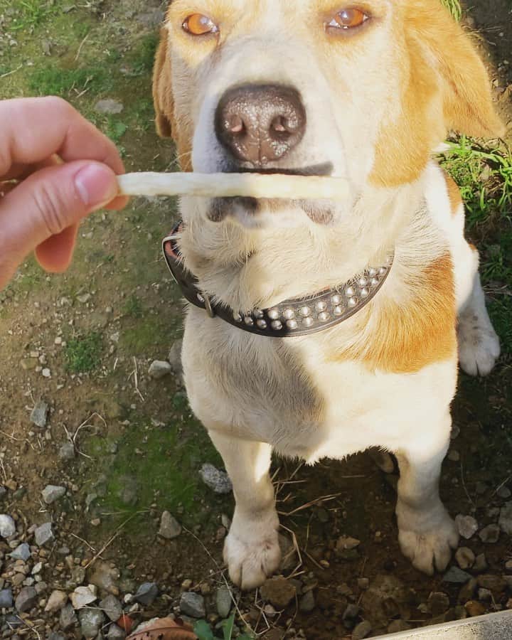 のインスタグラム：「2020年の初待て。  我慢出来ない奴。  #beagle #stay #dog #dogstagram #doglover #wakayama #kinokawa #ビーグル #待て #全然待てない #二度食べようとする #果たしてこれは成功と言えるのか #あのーすみませんそれより太陽眩しいんですけど #🐶 #☀️」