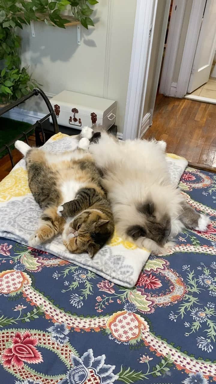 Tinaのインスタグラム：「Twinning」