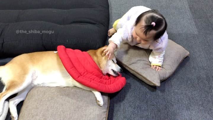 Moguのインスタグラム：「. 内心そのままエリザベスカラーを外してくれないかなと期待しているなの。 #今日シャンプーとコンディショナー変えた #いい匂い #冬だからジンジャーにした #もぐの美容 . @the_shiba_mogu  #柴犬 #shibainu #shiba#赤柴 #redshiba#犬 #dog#しばいぬ#nannydog#犬と子供#子供と犬#柴犬と子供#柴#赤ちゃんと犬#犬と赤ちゃん#柴犬と赤ちゃん#赤ちゃんと柴犬#柴犬のいる暮らし#子守犬」