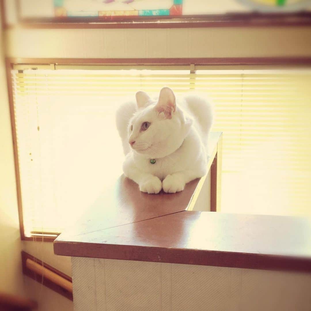 岡田屋鉄蔵のインスタグラム：「人間ならば七七日に当たる今日。動物は人間と違い罪を犯さないので四十九日関係ないんですけど、何となくべ様お蔵出しデー。猫をサボる珍しい姿も(=^x^=)」