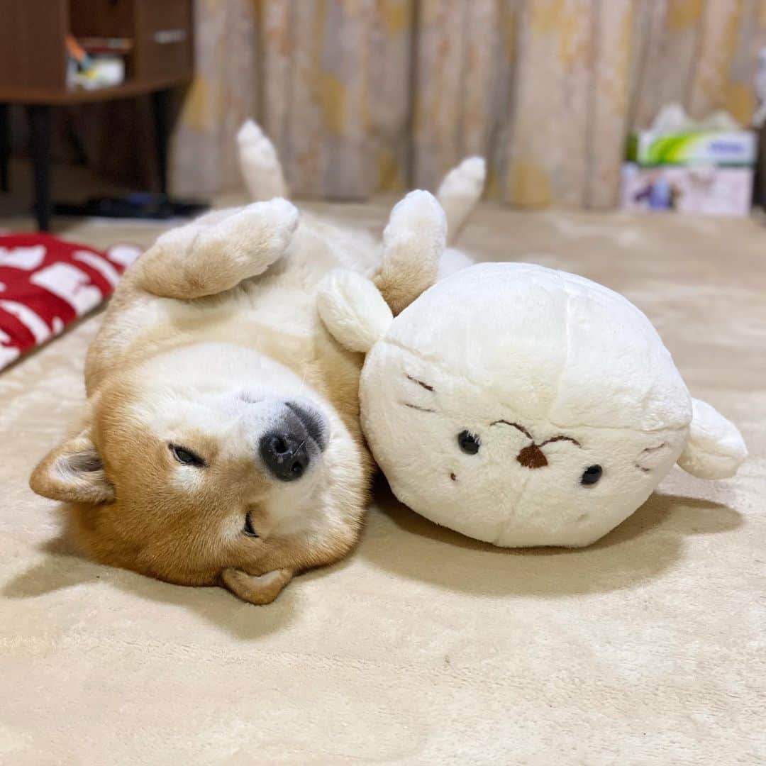 まる（まるたろう）さんのインスタグラム写真 - (まる（まるたろう）Instagram)「Good night!✨🐶💤✨そろそろ寝ましょうかね〜 #ごろんごろんしよ #白い友達 #しろたん」1月13日 0時20分 - marutaro