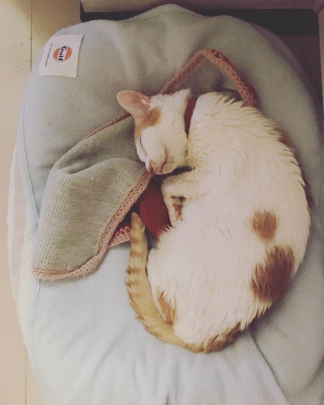 のインスタグラム：「イオえもんが、胎児スタイルでねむっている。  イオちゃんのこと、イチから産んでみたかったな…っていう、かなり倒錯した謎の欲求。 健康に産んで、赤ちゃんから少女期も見守って、大人にしてあげたかったっていう。あれ？自分で産まなくてもいいのか。つまり赤ちゃん猫のときに出逢ってみたかった…でいいのか。  でもさー、イオと私の出逢いの運命は2019年8月31日だったのよ。  そうゆうことなのよ。  #猫沢イオ」