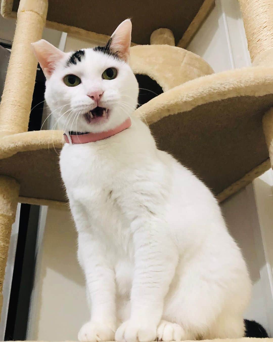 Siznaのインスタグラム：「#dura #cat #づら #猫 #sizna #雑種 #元地域猫 #ヅラ #ヅラ猫 #ヅラ猫部 #にゃんスタグラム #猫変態を増やそうの会 #夜中の大運動会」