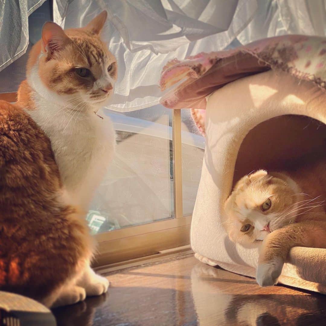 ぱた（Pata）さんのインスタグラム写真 - (ぱた（Pata）Instagram)「実家の猫、実はゆずにゃん（左）ともう一匹ひなちゃん（右）という祖母の遺した猫がいるんですがこれがまた気の荒い雌でゆずと仲が悪い。今日は珍しく30センチ圏内まで接近してたので思わず撮影した。」1月13日 14時18分 - pata_riku