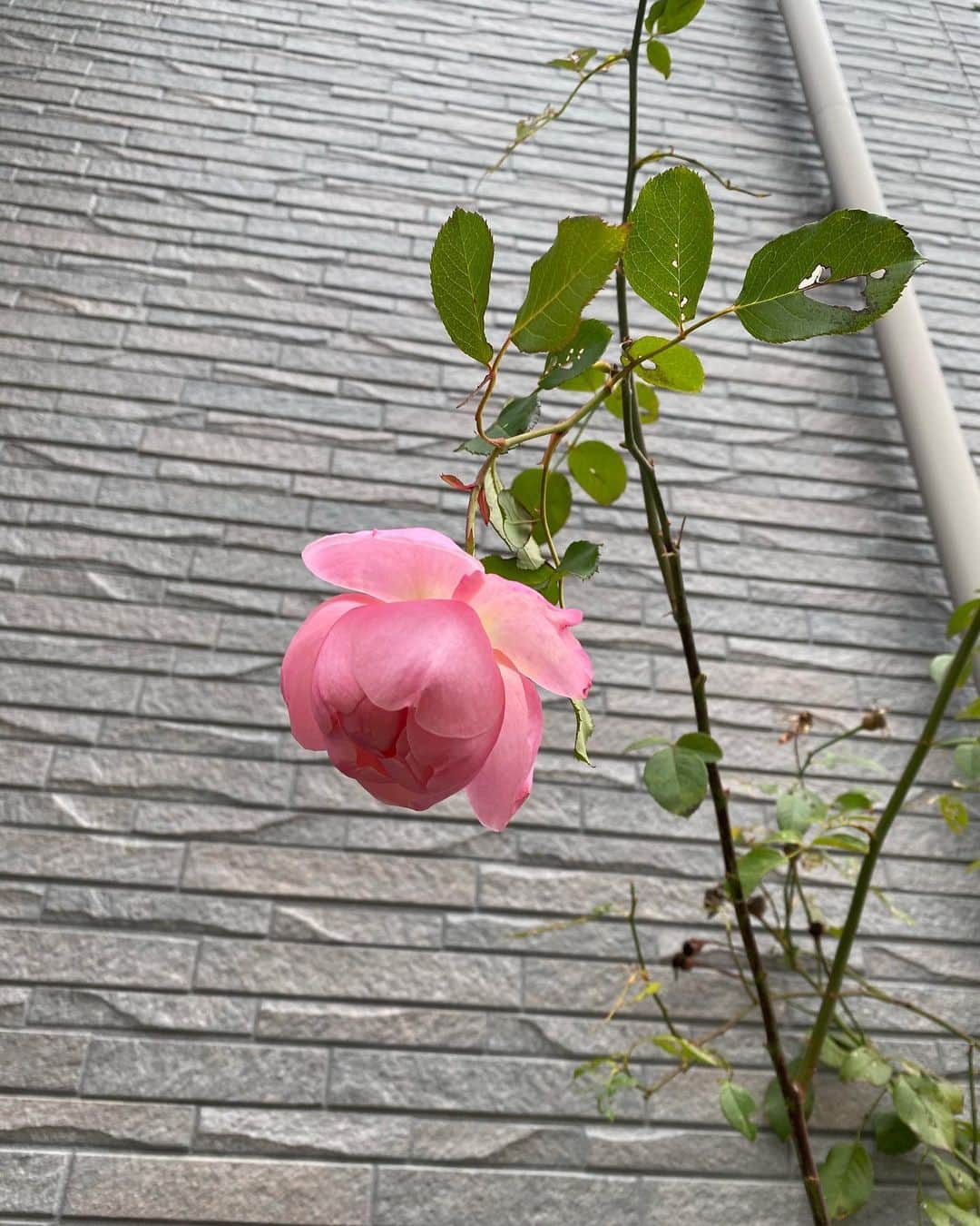 SHINOさんのインスタグラム写真 - (SHINOInstagram)「寒いのに、我が家の花壇はバラがちらほら🌹 #どしたんだろ？ #11月ごろに咲いて #次は5月かな？　っと思ったら #1月に咲いた🥀 #しかもこの株は白いお花のはず #ピンクの薔薇に変身 #かわいい #季節外れがまたうれしい #おうち」1月13日 14時50分 - shino0605