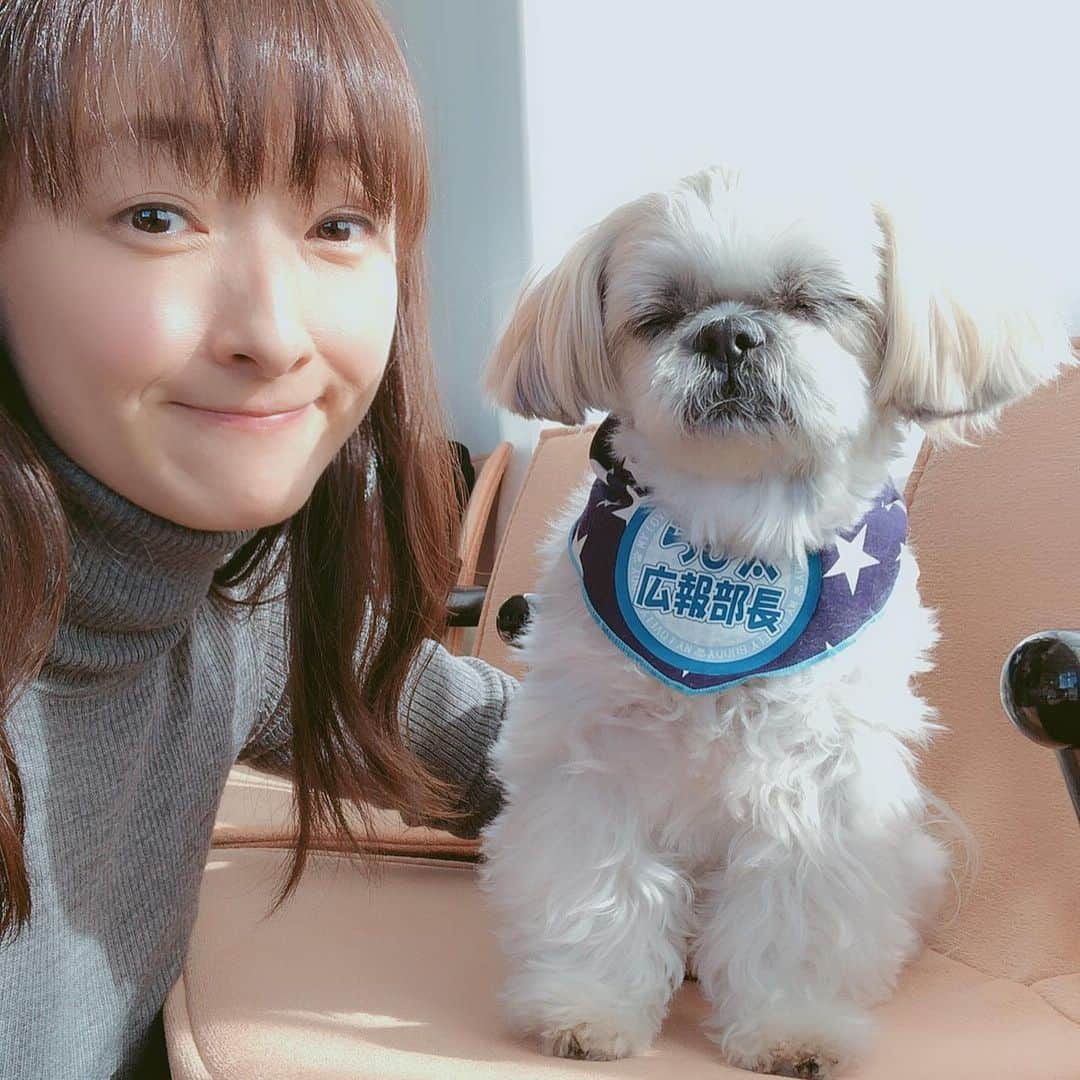 花總まりさんのインスタグラム写真 - (花總まりInstagram)「「らぴちゃ〜ん」 「らぴちゃん、起きて〜」 「あ、起きたかな？」 「だめだこりゃ🤣」 4コマ漫画のように台詞付きで写真を見て下さい^_^ #らぴ太 #シーズー #立ったまま寝てる #身体ななめってる」1月13日 14時54分 - hanafusamari_official