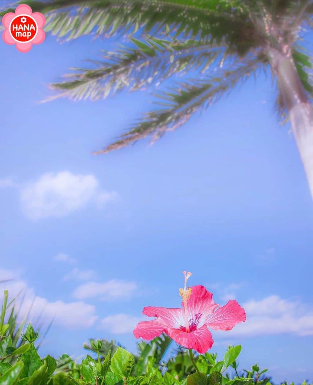 はなまっぷ❁日本の花風景さんのインスタグラム写真 - (はなまっぷ❁日本の花風景Instagram)「🌸はなまっぷ🌸 * @kouji_gallery さんの  花のある風景に花まるを💮 * 見ているだけでぽかぽか陽気、温かなハイビスカスをありがとうございます😊🌸 * 沖縄　#恩納村 Onna Village, Okinawa Pref. * 🌼ハイビスカスの花言葉📝🌼 新しい恋、繊細な美 * 見頃を過ぎている場所もご紹介しています。お出かけの際はHP等で最新の情報をご確認くださいね🙏🌸 * 🌸•••🌸•••🌸•••🌸•••🌸•••🌸 * いつも素敵なお花をありがとうございます😊 日本の花のある風景にタグ付けしてください。お花があれば何でもOKです🌸 * #はなまっぷ * #日本の美しい花風景#花のある風景#花#ハイビスカス#沖縄#恩納村」1月13日 7時46分 - hanamap