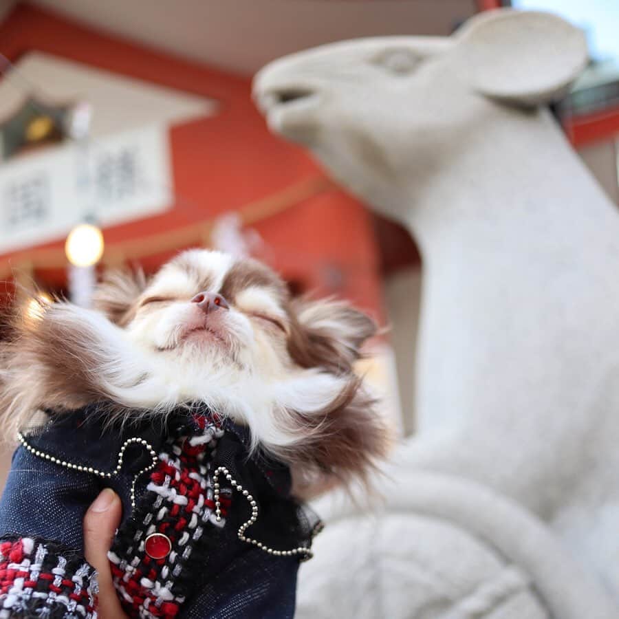 kayoのインスタグラム：「* * 今年の干支ねずみさんが祀られてる大黒主神社🐭⛩ * * お財布に入れておくと お金が貯まるといわれる種銭もゲット👛✨ * * Lychee🐭 kulio👛 * * #大黒主神社 #ねずみ #種銭 * #chihuahua#chihuahualove#dogstgram#dog#instadog#チワワ#チワワ大好き * *」