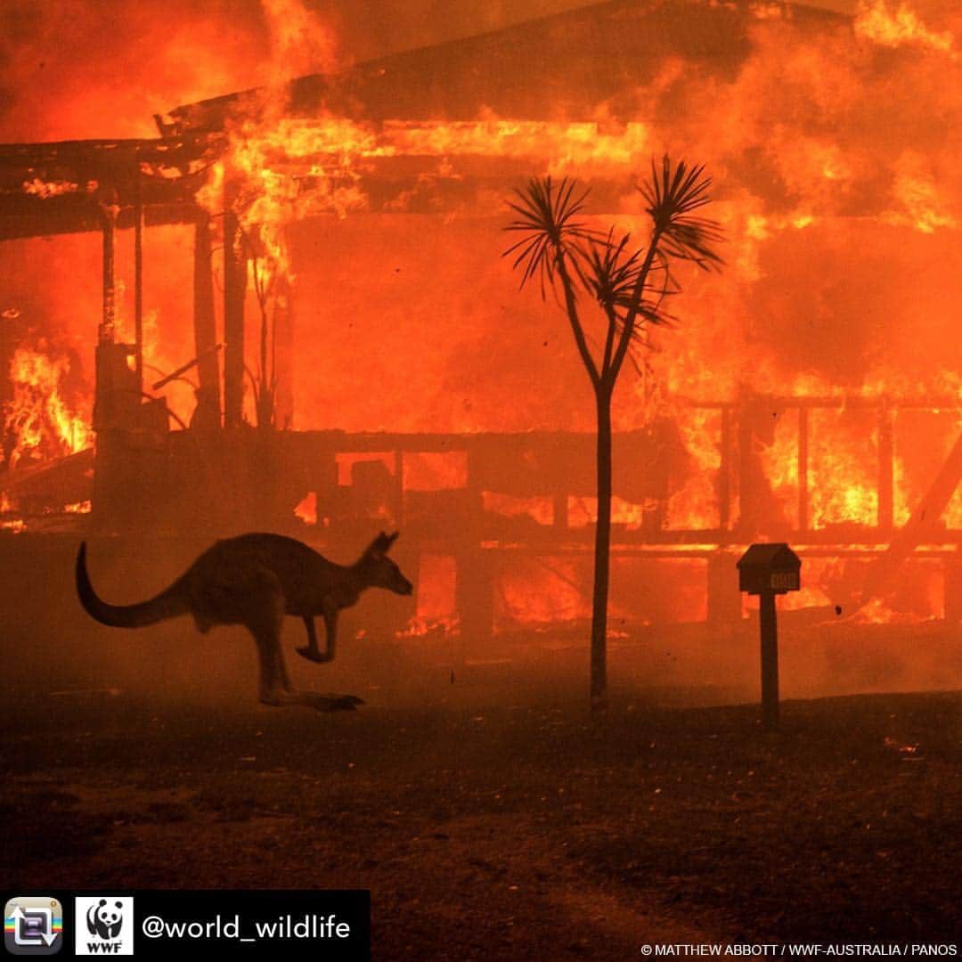 シャナン・ドハーティーさんのインスタグラム写真 - (シャナン・ドハーティーInstagram)「Repost from @world_wildlife using @RepostRegramApp - The bushfires in Australia are devastating. More than 24.7 million acres have already burned, and an estimated 1 billion animals may have been killed. Make your donation to help people and wildlife recover from this disaster. Link to donate can be found in our bio.」1月13日 8時25分 - theshando