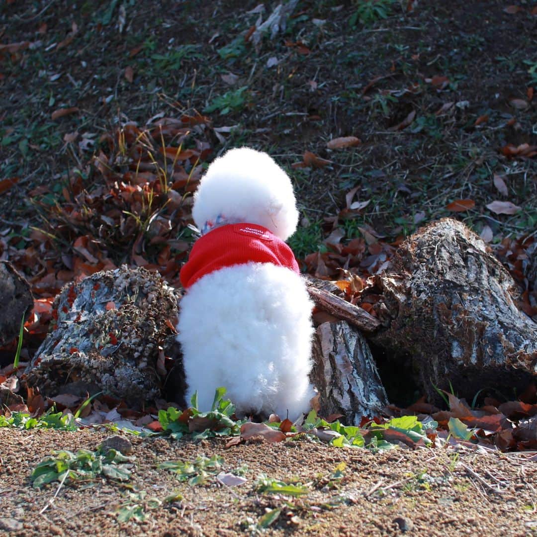 ゆうのインスタグラム：「. . 新種のきのこ🍄 . . . #後ろ姿が愛おし過ぎるぜ . . .」