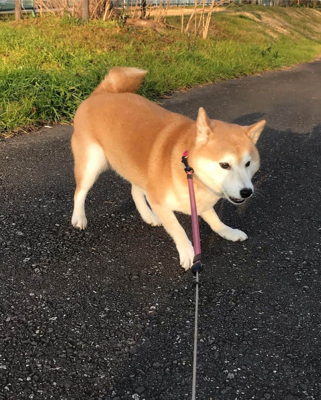 柴犬のモモさんのインスタグラム写真 - (柴犬のモモInstagram)「おはようございます。祝日の朝、たくさんのお友達ワンコに会えました。モモさん、まりんちゃんのママさんに撫で撫でされてうっとりしてました #いぬ #イヌ #犬 #柴犬 #赤柴 #日本犬 #犬バカ部 #ふわもこ部 #いぬら部 #癒しわんこ #柴犬マニア #犬のいる暮らし #口角キュキュッと部 #shiba #shibainu #shibadog #dogstagram #dogsofinstagram #shibastagram #shibasofinstagram #shibamania #inu #instadog #toyota_dog」1月13日 10時08分 - shi_ba_i_nu_momo