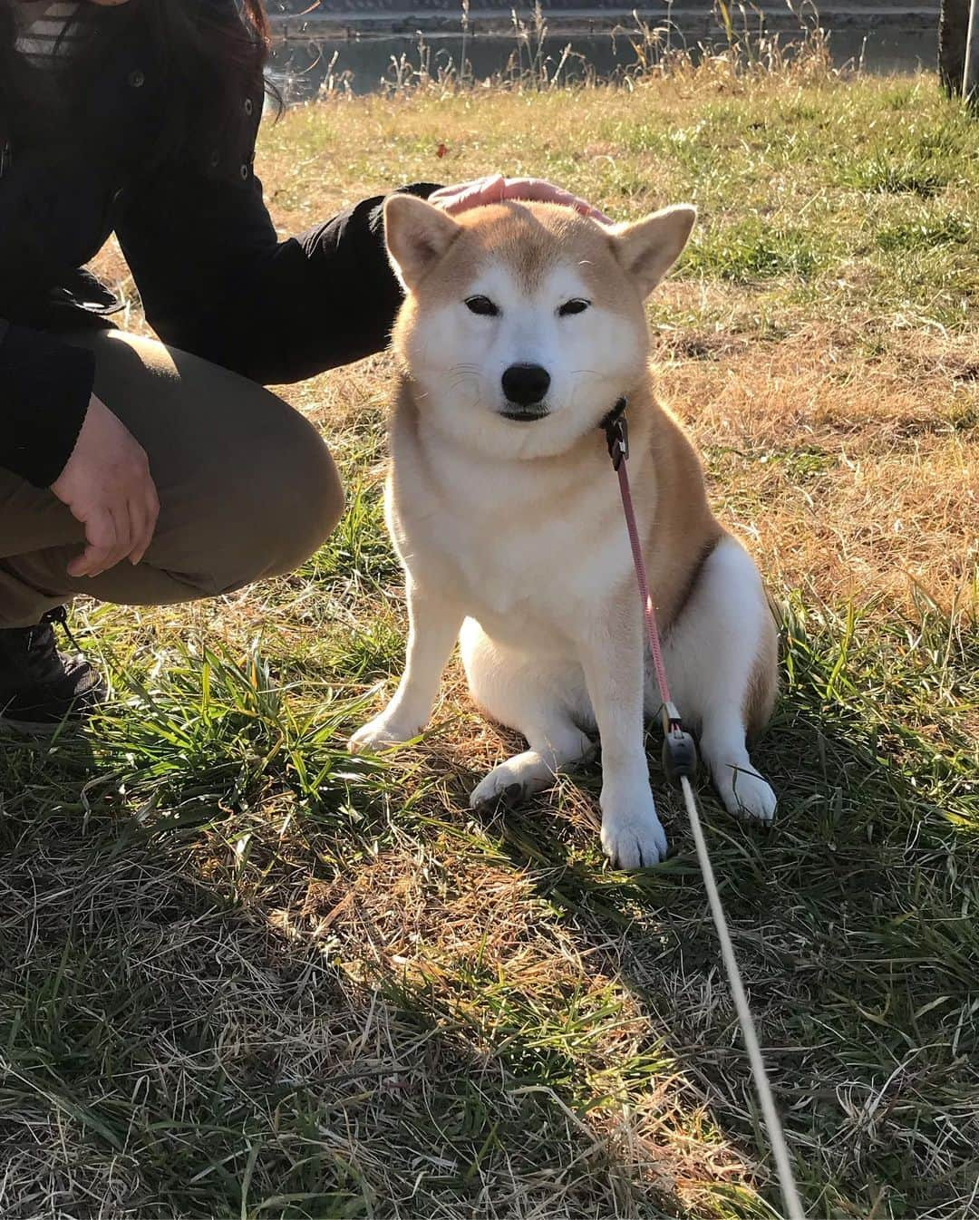 柴犬のモモさんのインスタグラム写真 - (柴犬のモモInstagram)「おはようございます。祝日の朝、たくさんのお友達ワンコに会えました。モモさん、まりんちゃんのママさんに撫で撫でされてうっとりしてました #いぬ #イヌ #犬 #柴犬 #赤柴 #日本犬 #犬バカ部 #ふわもこ部 #いぬら部 #癒しわんこ #柴犬マニア #犬のいる暮らし #口角キュキュッと部 #shiba #shibainu #shibadog #dogstagram #dogsofinstagram #shibastagram #shibasofinstagram #shibamania #inu #instadog #toyota_dog」1月13日 10時08分 - shi_ba_i_nu_momo