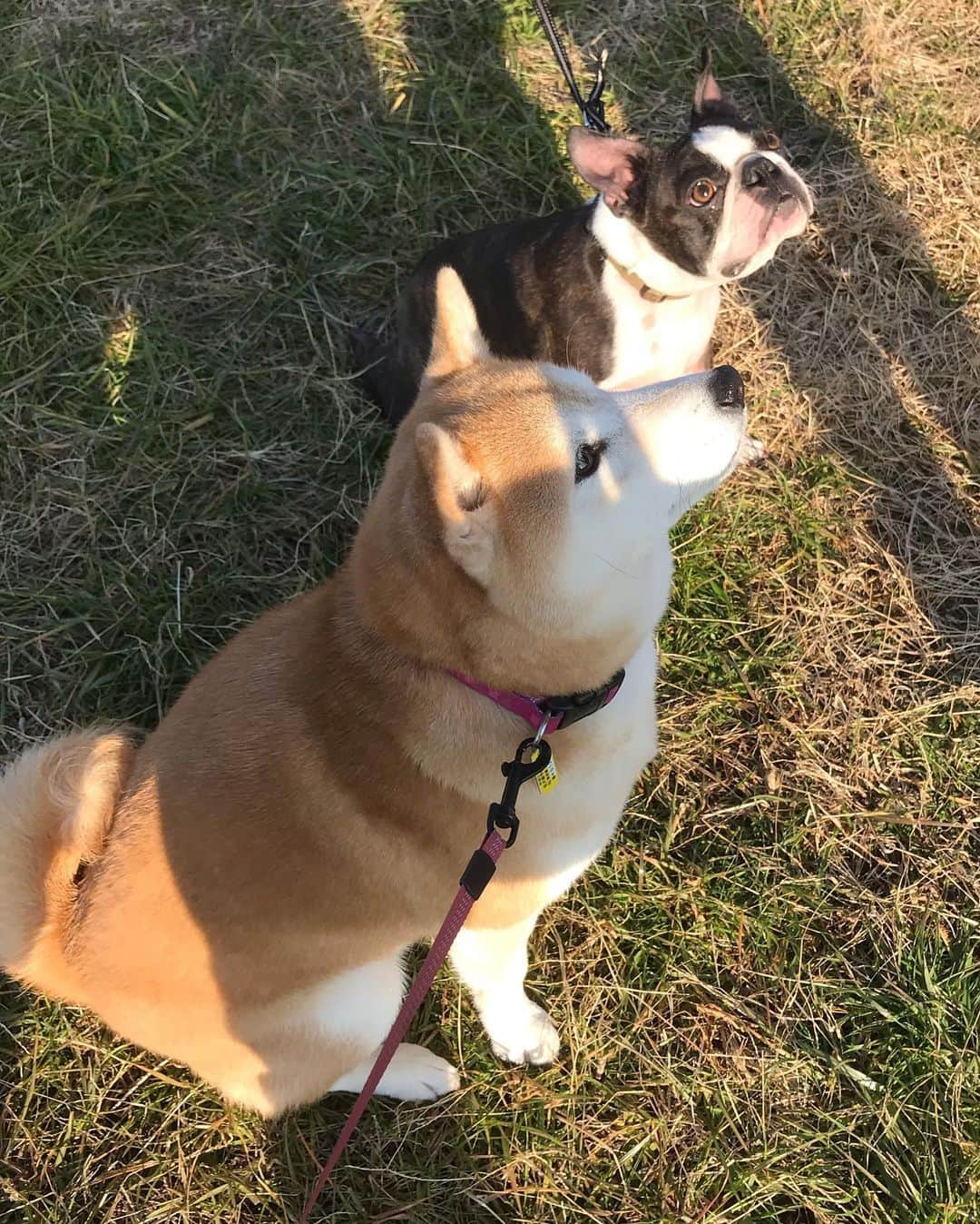 柴犬のモモさんのインスタグラム写真 - (柴犬のモモInstagram)「おはようございます。祝日の朝、たくさんのお友達ワンコに会えました。モモさん、まりんちゃんのママさんに撫で撫でされてうっとりしてました #いぬ #イヌ #犬 #柴犬 #赤柴 #日本犬 #犬バカ部 #ふわもこ部 #いぬら部 #癒しわんこ #柴犬マニア #犬のいる暮らし #口角キュキュッと部 #shiba #shibainu #shibadog #dogstagram #dogsofinstagram #shibastagram #shibasofinstagram #shibamania #inu #instadog #toyota_dog」1月13日 10時08分 - shi_ba_i_nu_momo