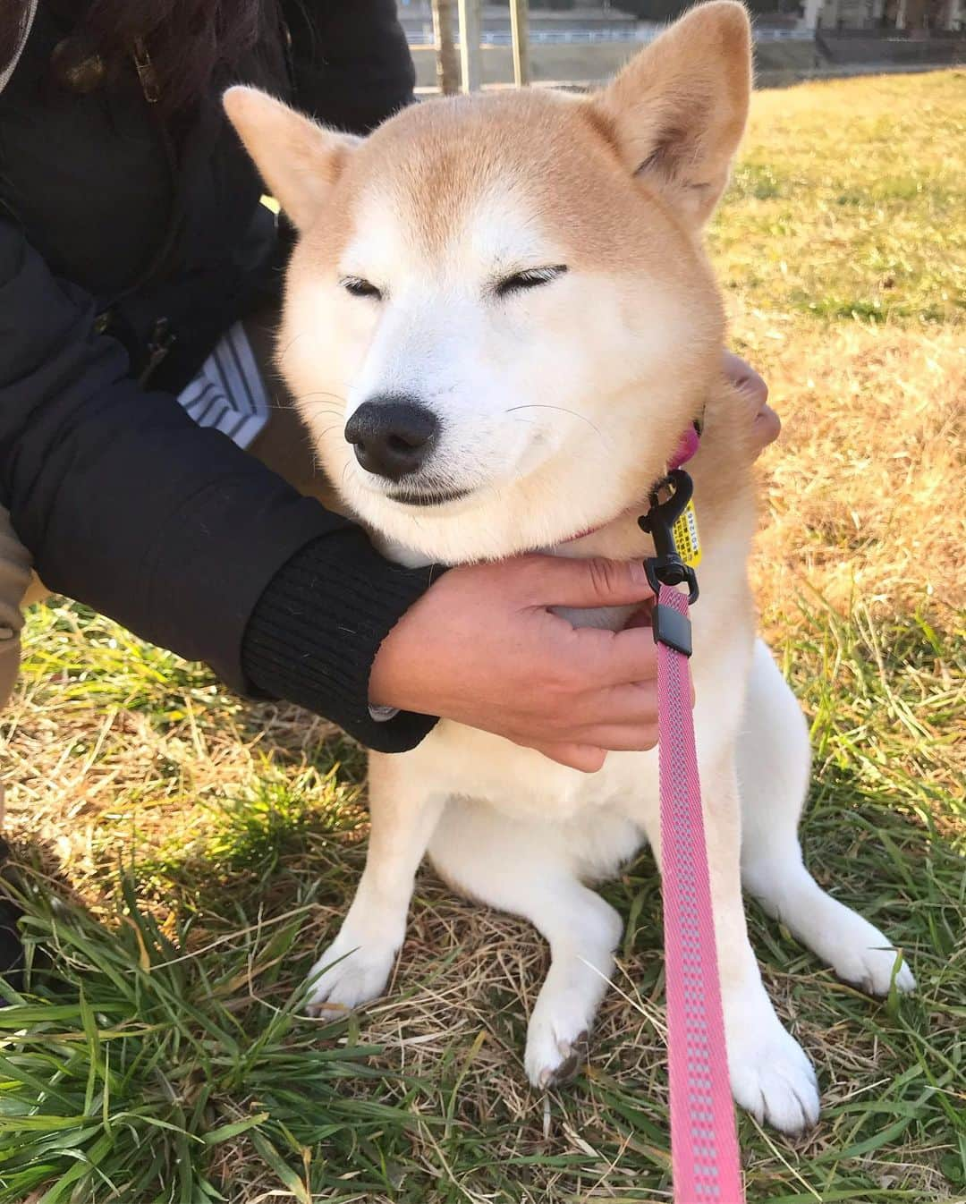 柴犬のモモさんのインスタグラム写真 - (柴犬のモモInstagram)「おはようございます。祝日の朝、たくさんのお友達ワンコに会えました。モモさん、まりんちゃんのママさんに撫で撫でされてうっとりしてました #いぬ #イヌ #犬 #柴犬 #赤柴 #日本犬 #犬バカ部 #ふわもこ部 #いぬら部 #癒しわんこ #柴犬マニア #犬のいる暮らし #口角キュキュッと部 #shiba #shibainu #shibadog #dogstagram #dogsofinstagram #shibastagram #shibasofinstagram #shibamania #inu #instadog #toyota_dog」1月13日 10時08分 - shi_ba_i_nu_momo