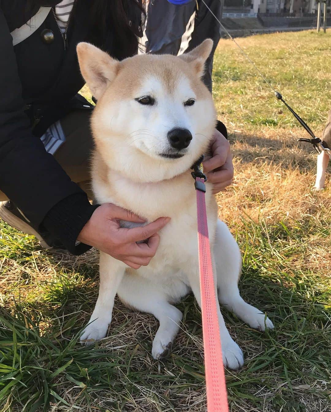 柴犬のモモさんのインスタグラム写真 - (柴犬のモモInstagram)「おはようございます。祝日の朝、たくさんのお友達ワンコに会えました。モモさん、まりんちゃんのママさんに撫で撫でされてうっとりしてました #いぬ #イヌ #犬 #柴犬 #赤柴 #日本犬 #犬バカ部 #ふわもこ部 #いぬら部 #癒しわんこ #柴犬マニア #犬のいる暮らし #口角キュキュッと部 #shiba #shibainu #shibadog #dogstagram #dogsofinstagram #shibastagram #shibasofinstagram #shibamania #inu #instadog #toyota_dog」1月13日 10時08分 - shi_ba_i_nu_momo