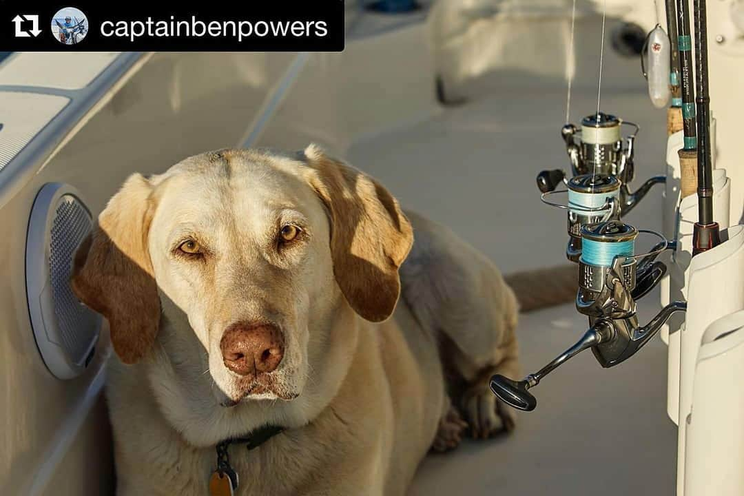 シマノ｜Fishingさんのインスタグラム写真 - (シマノ｜FishingInstagram)「#Repost @captainbenpowers with @get_repost ・・・ Duke is watching over the best of the best! @fish_shimano_north_america #stella #fishshimano #fishingbuddy #saltwaterfishing • • • 📸: @ethantaylorcreative  #oneboatnetwork #minnkota #humminbird #talondown #spotlock #sx240 #fishshimano #lowcountry #charlestonsc #inshorefishing #nearshorefishing #topwaterfishing #redfish #speckledtrout #flounder #sheepshead #tarpon #tripletail #blackdrum #grouper #snapper #cobia #tuna #kingmackerel #spanishmackerel」1月13日 10時10分 - fish_shimano_north_america