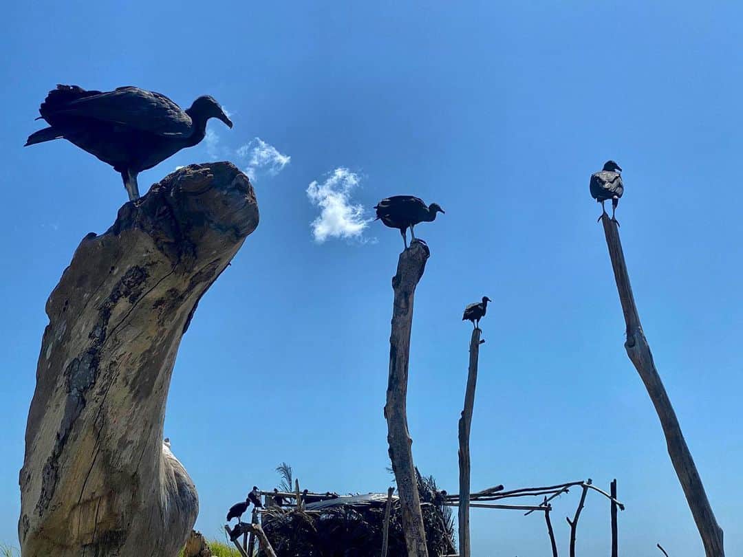 マイケル・ベイさんのインスタグラム写真 - (マイケル・ベイInstagram)「Stranded on an island today on Costa Rica, not good. Vultures=man eaters」1月13日 10時27分 - michaelbay