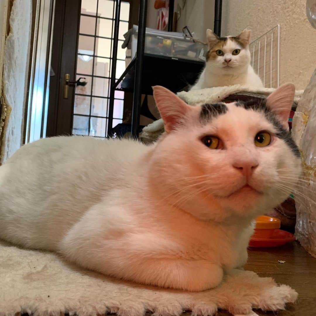 Kachimo Yoshimatsuさんのインスタグラム写真 - (Kachimo YoshimatsuInstagram)「おはよう！ナナクロ! MIKEKO! GOOD MORNING NANAKURO!&MIKEKO! 暖を取る二人。 ヒーターの赤外線で顔が赤いよ！ #うちの猫ら ＃猫 #ねこ #cat #ネコ #catstagram #ネコ部 http://kachimo.exblog.jp」1月13日 10時43分 - kachimo