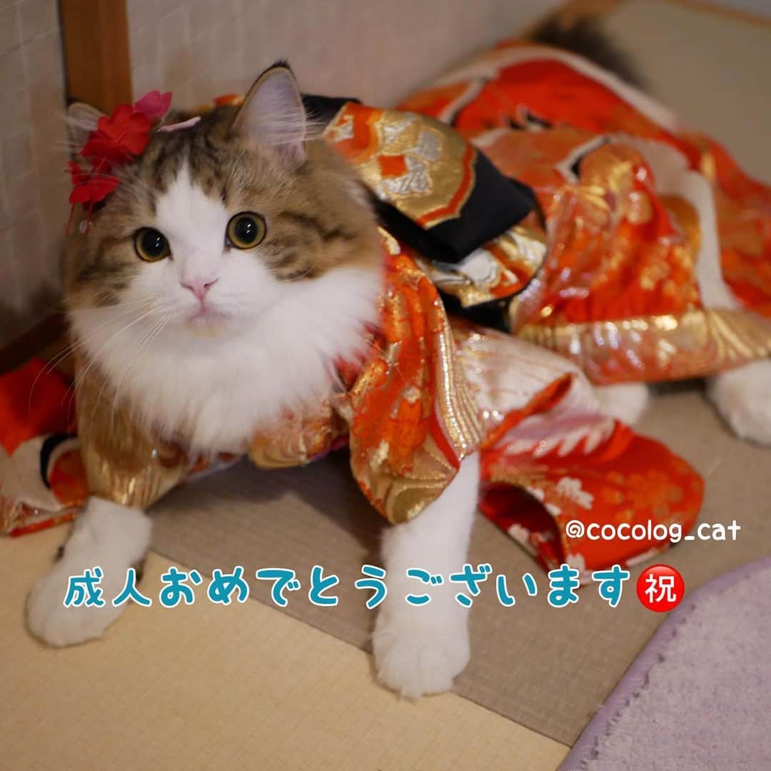 マンチカンのココ王子のインスタグラム：「成人式を迎えられた皆様、親御さん、おめでとうございます✨ 20年間、大切な息子さん娘さんを育てられて、この日を迎えられて、どんなに感慨深かったことでしょうか。 二十歳の皆さんも、可能性に満ちたこれからの人生が楽しみですね✨  みんながオンリーワン。 誰とも比べず、それぞれの今の一度きりの人生を悔いのないように生きて下さい😊  byモカ美💕  いつぞやのモカ美ちゃん(モカの女装)ショット😳  #成人式#成人の日#着物#振袖#ミヌエット#cat#猫#着物猫#gato」
