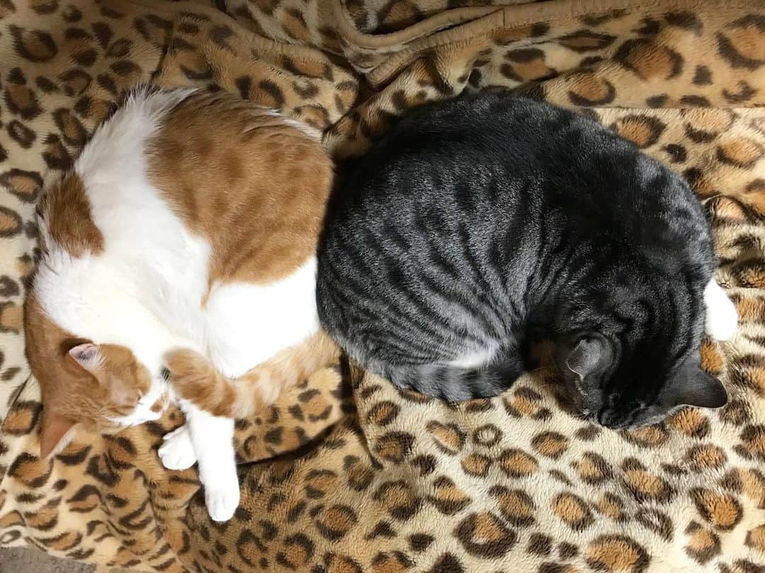 きなり & むぎさんのインスタグラム写真 - (きなり & むぎInstagram)「*̣̩⋆̩* . ヒョウ柄模様の毛布の上で にぎやかな印象ですが(笑) この場所で初めて2人仲良く 寝てました(ˊo̴̶̷̤ ̫ o̴̶̷̤ˋ)💕うれしみ！ . . . #ねこ #catsofstagram #instacat #catstagram #catstagram_japan #ilovecats #peconねこ部 #ねこら部 #小さな猫が大きな癒しにニャる #東北ねこ部 #山形ねこ部 #ふわもこ部 #ペコねこ部 #にゃんすたぐらむ #にゃんだふるらいふ #にゃんとかめら #みんねこ #ねこがいる幸せ #ねこのいる生活 #猫と暮らす #ねことの暮らし #茶トラ白 #サバ白 #むぎしお」1月13日 23時38分 - kinari_to_mugi.m