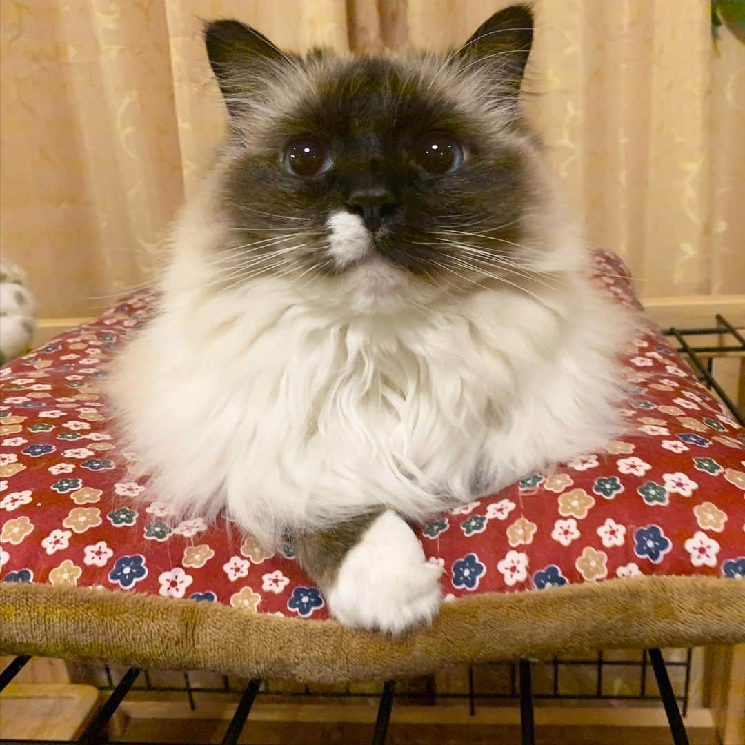 takegaeruのインスタグラム：「おやすみにゃさい✨ #goodnight  #cat #猫 #ragdoll #ラグドール #ホワイトポッチーズ」