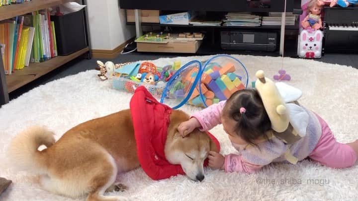 Moguのインスタグラム：「. 顔面マッサージされてるなの。 #ふわふわもぐちゃん . @the_shiba_mogu  #柴犬 #shibainu #shiba#赤柴 #redshiba#犬 #dog#しばいぬ#nannydog#犬と子供#子供と犬#柴犬と子供#柴#赤ちゃんと犬#犬と赤ちゃん#柴犬と赤ちゃん#赤ちゃんと柴犬#柴犬のいる暮らし#子守犬」