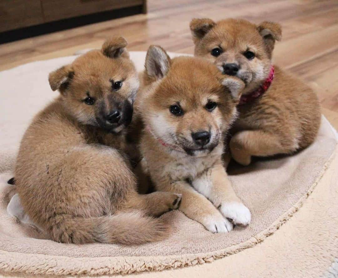 柴犬たま Shibainu Tamaのインスタグラム