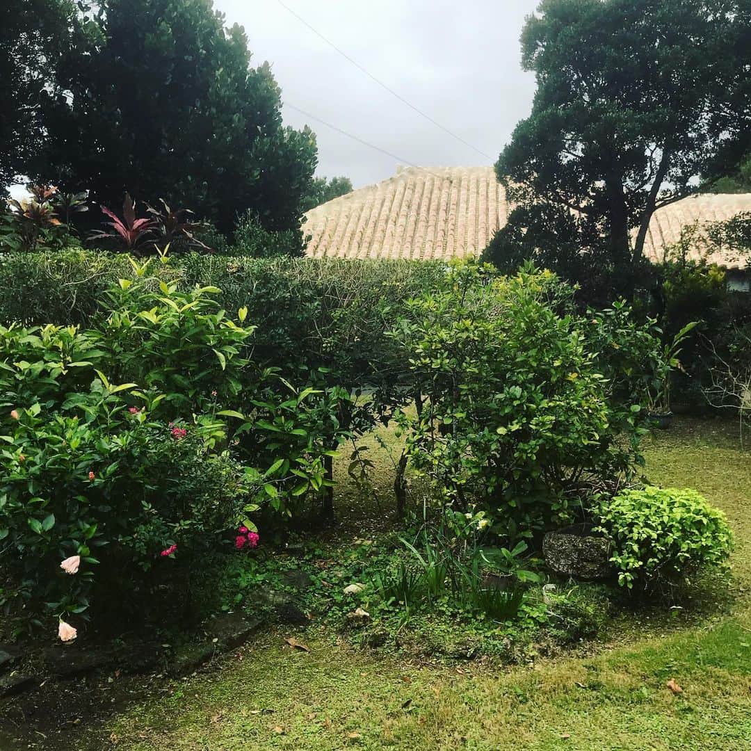 渡辺有子のインスタグラム：「沖縄の、住宅の庭木や山の植物に心惹かれる。たくましく、たおやか。」