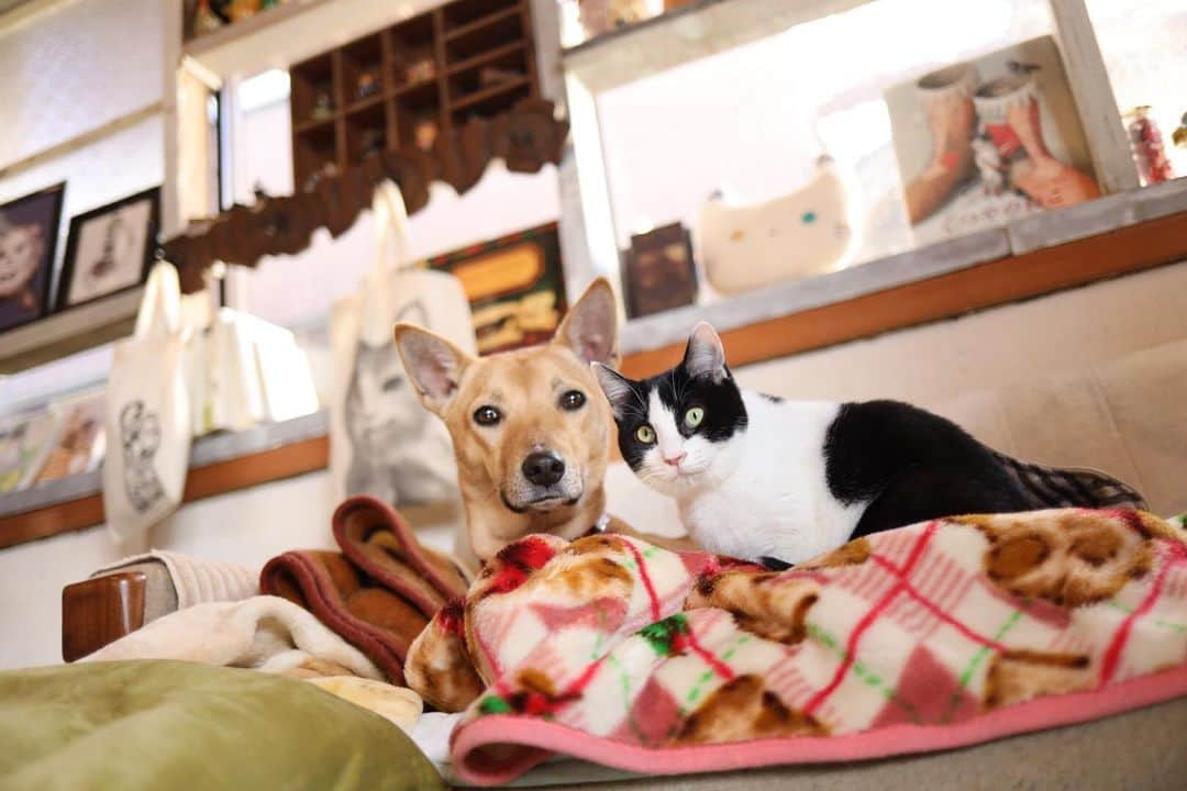 8282さんのインスタグラム写真 - (8282Instagram)「dog and cat ・ ・ ・ #にゃんさと #保護犬#保護猫 #cat#猫」1月13日 15時52分 - haniyan0821