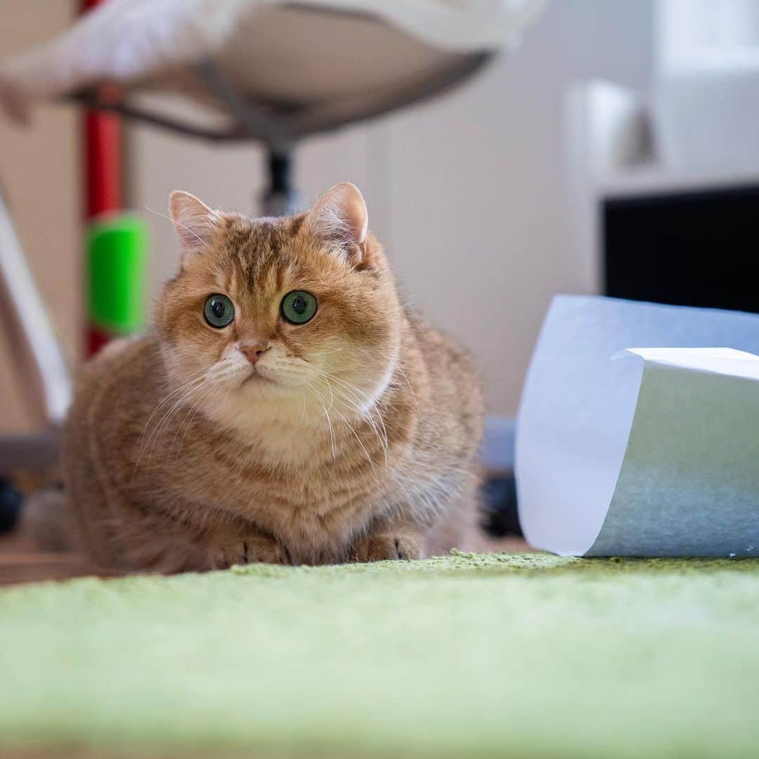 Hosicoさんのインスタグラム写真 - (HosicoInstagram)「You have to turn in the reports on Monday. 😯」1月13日 15時48分 - hosico_cat