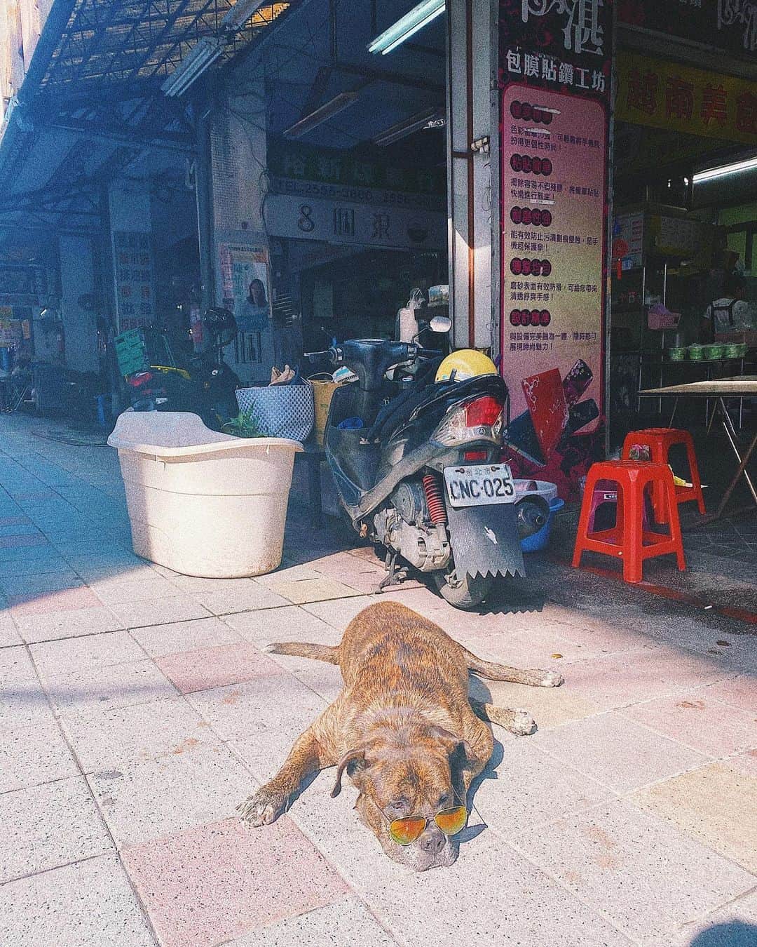 山川就史のインスタグラム：「旅行中のFriendから送られてきた写真がセンスあり過ぎる件  #jj #tbt #tflers  #dog #sunnyday  #taiwan #travel  #instagood」
