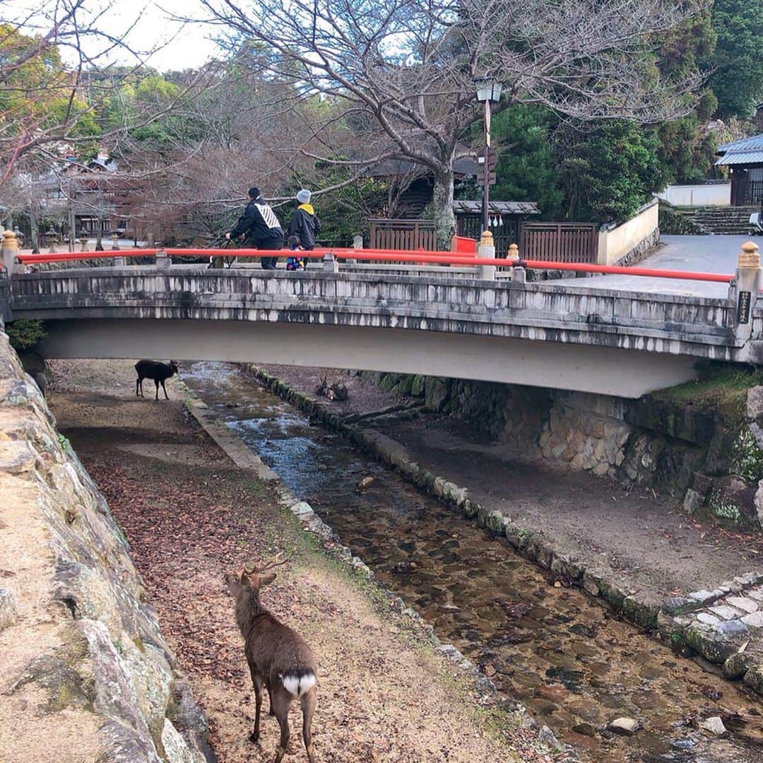 赤谷奈緒子さんのインスタグラム写真 - (赤谷奈緒子Instagram)「ご挨拶遅れましたが… 皆様、明けましておめでとうございます。 昨年もたくさんお世話になり、ありがとうございました。 今年もどうぞよろしくお願い致します💕🙇‍♀️🙇‍♀️ . . 年末の話しになりますが、、 ななが初めて広島へ遊びに来てくれました🧡 . . 生まれる前に温泉でも行こうって話してたので、宮島の旅館へ宿泊♨️💕 . . 宮島では食べ歩きはもちろん、旅館の料理も美味しく、1日目から食べ過ぎて苦しすぎたね🤭w たくさん話してあっという間だったなー💓 . . まさかの鳥居が⛩工事中だったけど…それもまたいい想い出だね🥺笑 . . 1泊2日とっても楽しかった💕ありがとう☺️ . . #宮島 #⛩ #観光 #地元 #里帰り #広島 #厳島神社 #hiroshima #岩惣 #miyajima #女子旅 #ありがとう  #とてつもなくお腹も身体も重いけど…😐もう少しだ🤱💕」1月13日 16時24分 - naokoakatani