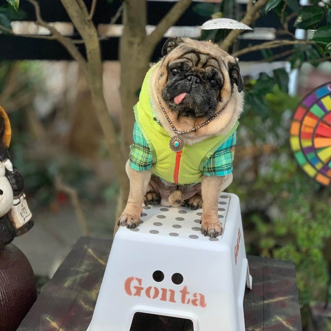 gontaさんのインスタグラム写真 - (gontaInstagram)「Monday evening😊#keelyafternoontea #Gonra2#speakpug #smilingpugs #pugjapan #pug #love #pugsofinstagram #zerozeropug #pugshit #worldofpug」1月13日 17時36分 - gehhah