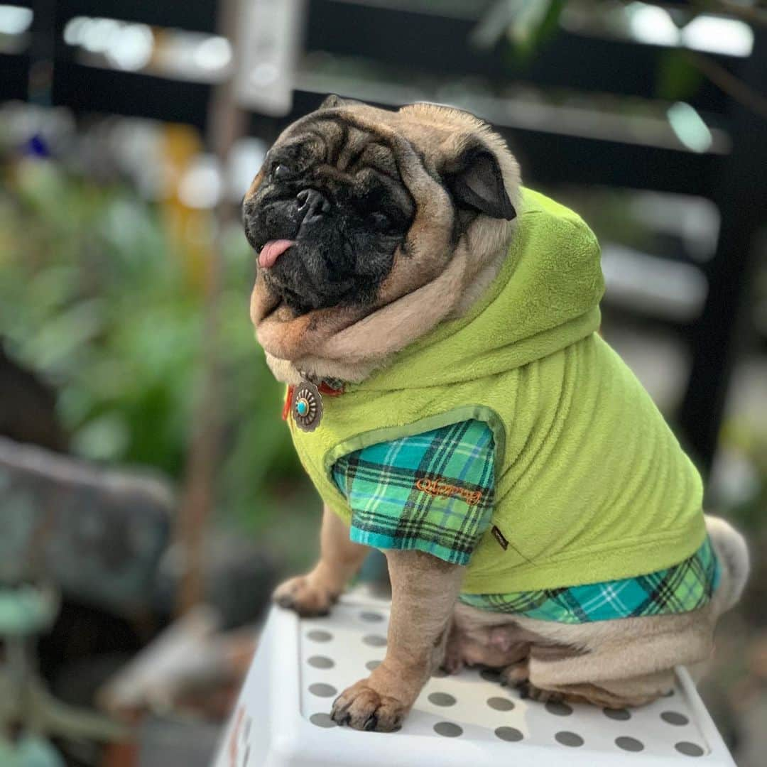 gontaさんのインスタグラム写真 - (gontaInstagram)「Monday evening😊#keelyafternoontea #Gonra2#speakpug #smilingpugs #pugjapan #pug #love #pugsofinstagram #zerozeropug #pugshit #worldofpug」1月13日 17時36分 - gehhah