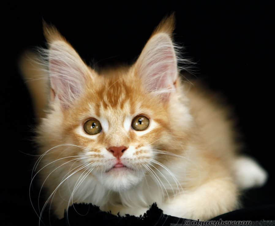 のインスタグラム：「Замуррчательный мальчик мейн кун🐯❤️ 👍🏻🐾😻」