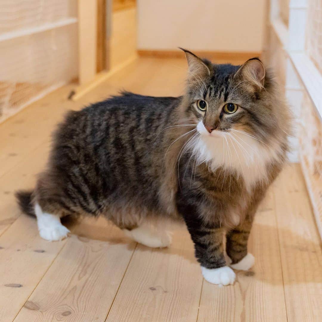 マアルのインスタグラム：「ニーナさん #🐈 #北海道 #旭川 #ペットホテル #ノルウェージャンフォレストキャット」