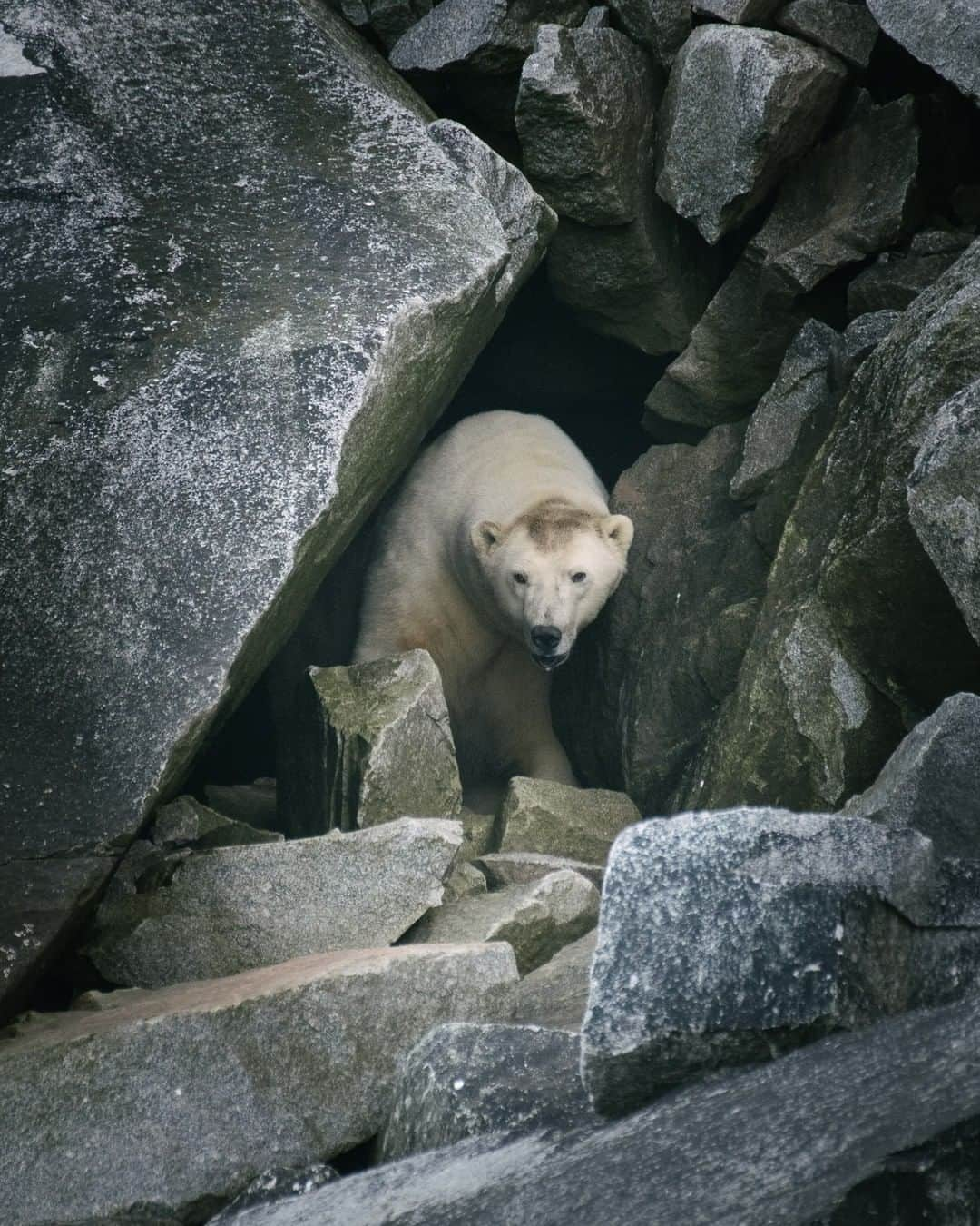 National Geographic Travelさんのインスタグラム写真 - (National Geographic TravelInstagram)「Photo by @kiliiiyuyan | A polar bear pokes its head from the cave it is using as shelter during the summer season of scarcity on Herald Island, Russia. While polar bears have always had to endure the long hungry season without sea ice to hunt from, the season is becoming extended as the sea ice retreats over time. Follow me, @kiliiiyuyan, for more from the Arctic and beyond. #russia #polarbear #arctic」1月13日 18時09分 - natgeotravel