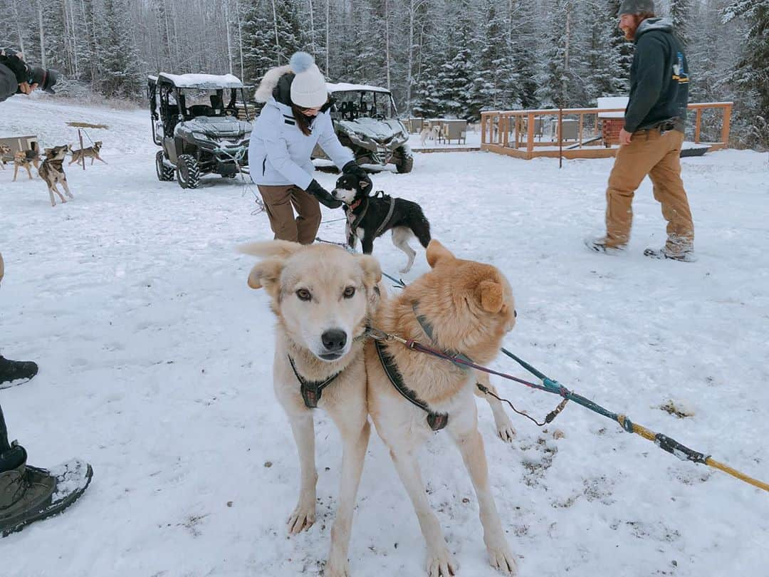 堀田茜さんのインスタグラム写真 - (堀田茜Instagram)「Alaska, Alaska!!!!!🐕🐕🐕 #anothersky」1月13日 18時14分 - akanehotta