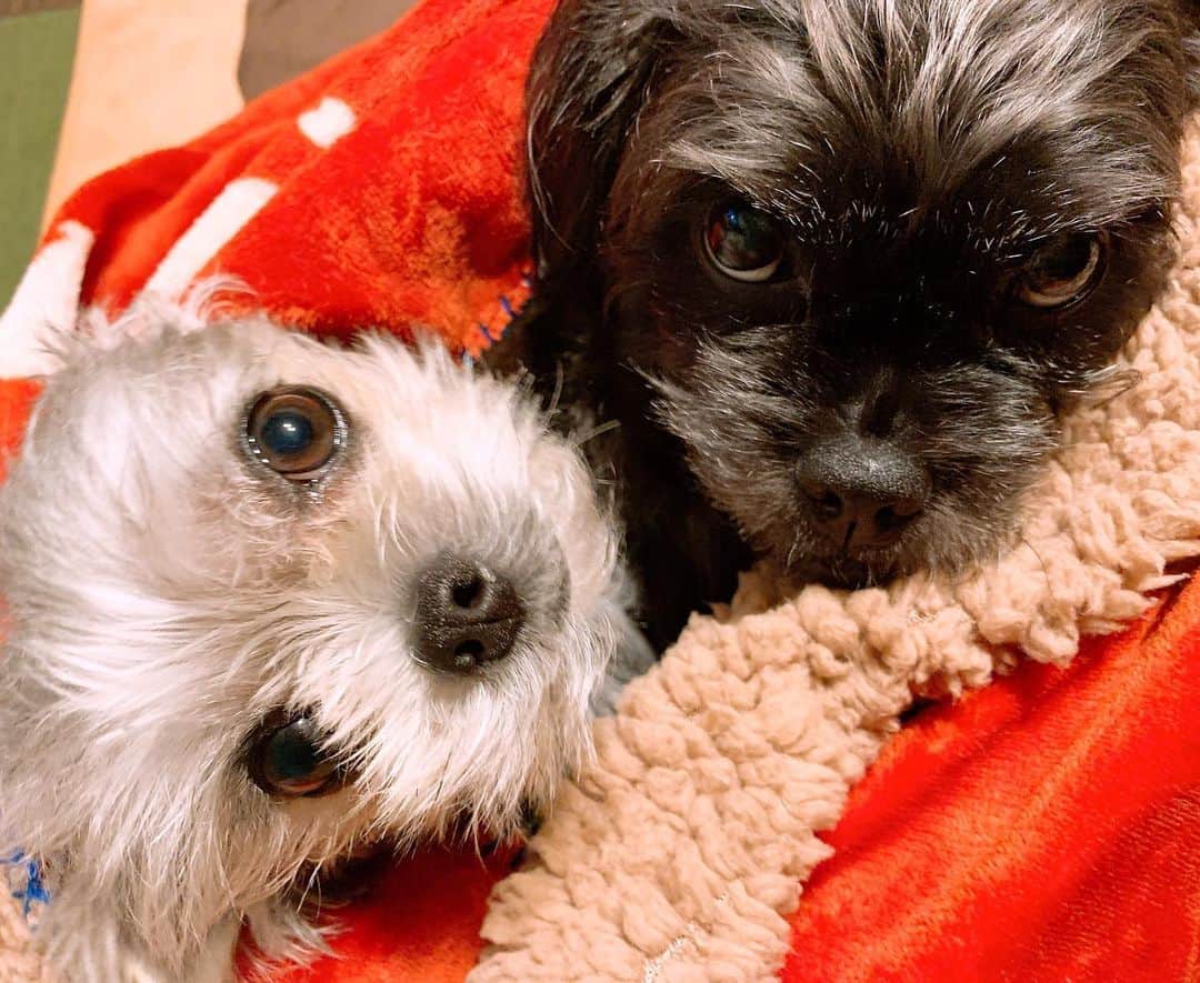 橘花梨さんのインスタグラム写真 - (橘花梨Instagram)「仲良く毛布に包まってる。邪魔するなって顔してる🐕🤎　#愛犬との暮らし #くぅポッカ」1月13日 18時16分 - tachibana_karin