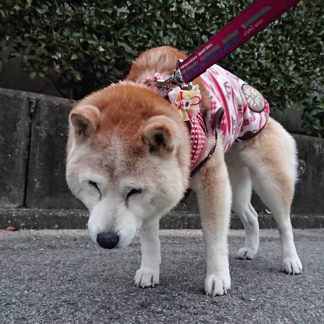 柴子さんのインスタグラム写真 - (柴子Instagram)「あ、どうも、こんばんは。 #柴犬　#shibainu #shibastagram」1月13日 18時46分 - senogawadogs