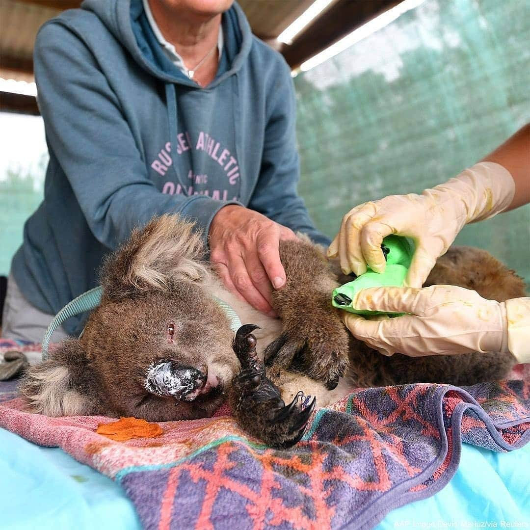 アラン・ディクソンさんのインスタグラム写真 - (アラン・ディクソンInstagram)「WARNING:GRAPHIC CONTENT🐨🦘⚠️ I never really post sad media because I feel it doesn't add a positive impact on the world. But in the case, death should not be in vein. Take the bad and turn it into enlightenment. Your little window of time that you have here on Earth should be spent inspiring people to reach their full potential. There's a superhero in everyone of us. Go save the world. 🐾⁣⁣ ⁣⁣ Also a huge thank you to those that have donated to my GoFundMe. I'll be on the ground in Australia in three weeks distributing it to those that need it the most. If you haven't donated I highly suggest clicking my bio link and contributing whatever money you have. It will actually go-to the animals instead of administration. Plus you get to see where it goes, donate and follow along on the journey. ⁣⁣ ⁣ The first little Joey lives btw ☺️ recovering. But the last Joey didn't make it⁣ ⁣⁣ Photos by @currumbinwildlifehospital @doug_gimesy @wildtofree @bradfleet ⁣⁣ ⁣⁣ #bushfireaustralia #australianbushfires #australiabushfire #austrlianbushfire #bushfire i#bushfireseason #nswfires #nswbushfires #sydney #perth #melbourne #goldcoast #animalrescue #kangaroos #koala #quokka #wallabees #brisbane #darwin #australiafires #victoria #melbourne #adelaide #australia #queensland #climatechange #earth #bushfiresa⁣⁣」1月14日 0時51分 - daxon