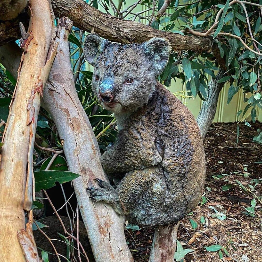 アラン・ディクソンさんのインスタグラム写真 - (アラン・ディクソンInstagram)「WARNING:GRAPHIC CONTENT🐨🦘⚠️ I never really post sad media because I feel it doesn't add a positive impact on the world. But in the case, death should not be in vein. Take the bad and turn it into enlightenment. Your little window of time that you have here on Earth should be spent inspiring people to reach their full potential. There's a superhero in everyone of us. Go save the world. 🐾⁣⁣ ⁣⁣ Also a huge thank you to those that have donated to my GoFundMe. I'll be on the ground in Australia in three weeks distributing it to those that need it the most. If you haven't donated I highly suggest clicking my bio link and contributing whatever money you have. It will actually go-to the animals instead of administration. Plus you get to see where it goes, donate and follow along on the journey. ⁣⁣ ⁣ The first little Joey lives btw ☺️ recovering. But the last Joey didn't make it⁣ ⁣⁣ Photos by @currumbinwildlifehospital @doug_gimesy @wildtofree @bradfleet ⁣⁣ ⁣⁣ #bushfireaustralia #australianbushfires #australiabushfire #austrlianbushfire #bushfire i#bushfireseason #nswfires #nswbushfires #sydney #perth #melbourne #goldcoast #animalrescue #kangaroos #koala #quokka #wallabees #brisbane #darwin #australiafires #victoria #melbourne #adelaide #australia #queensland #climatechange #earth #bushfiresa⁣⁣」1月14日 0時51分 - daxon