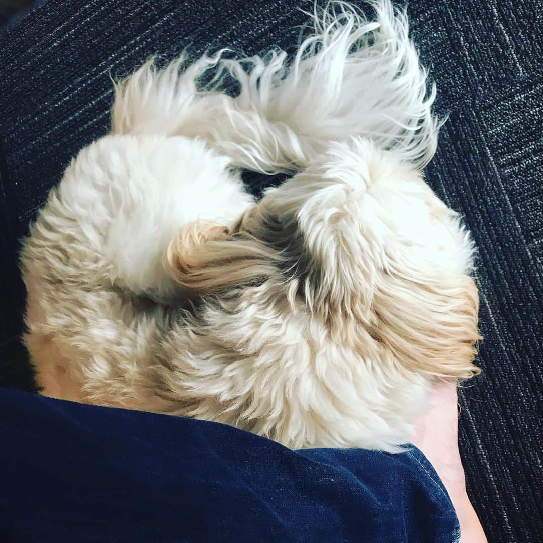 北山陽一のインスタグラム：「足の甲を枕にする #きたやまおもち #ただいま」