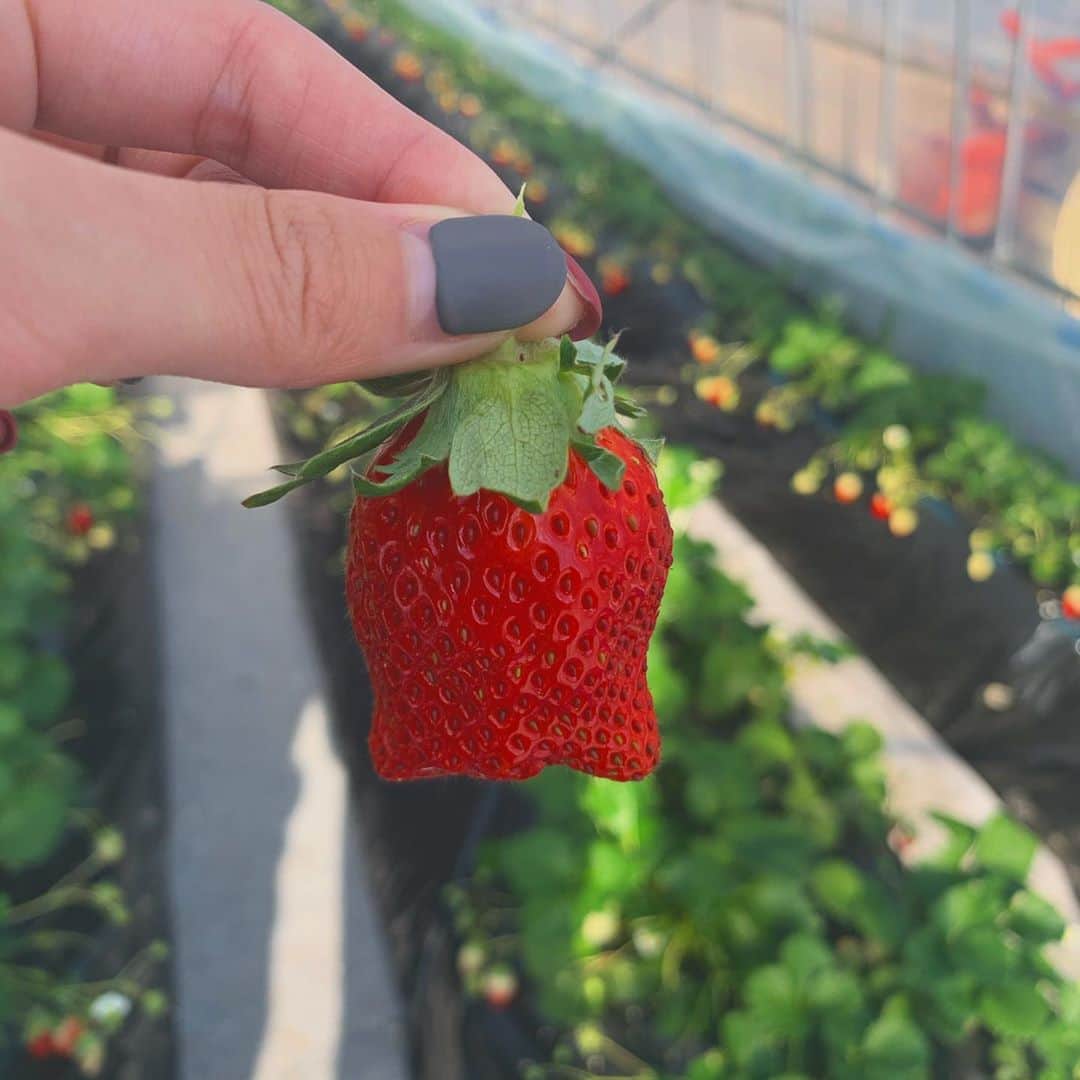鈴木えりかのインスタグラム：「. 🍓 . . . . #いちご狩り #🍓 #ジェルネイル伸びてる」