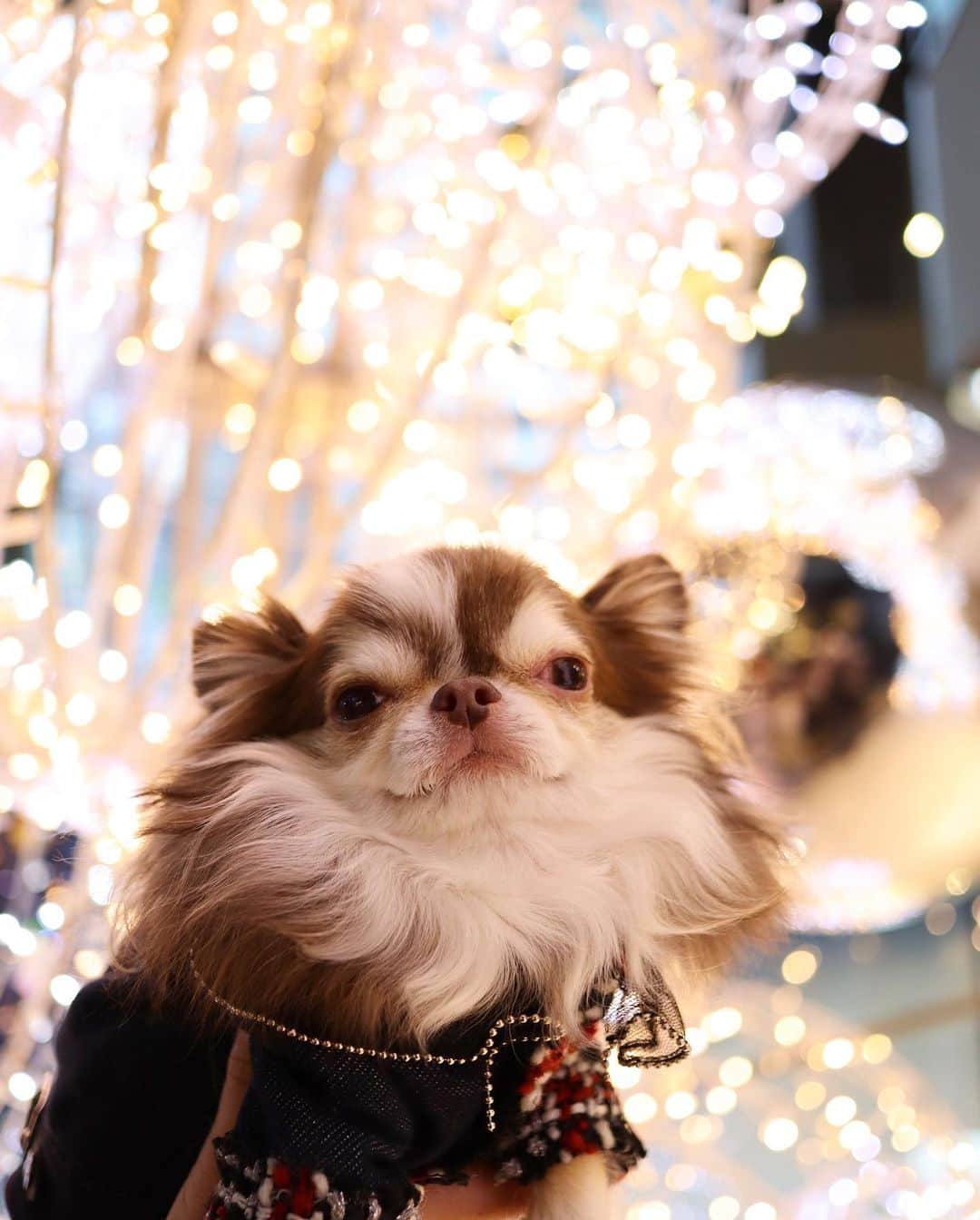 kayoのインスタグラム：「* * イルミネーション見たら 撮りたくなる😁📷✨✨ * * Lychee💗 * * #イルミネーション #chihuahua#chihuahualove#dogstgram#dog#instadog#チワワ#チワワ大好き * *」