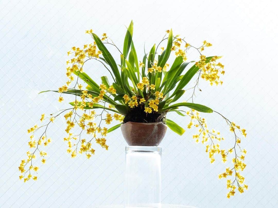時任三郎のインスタグラム：「我が家の苔玉の蘭、4年目。 今までで一番花が咲いた。 ちょうど元日から咲き始めたのでなんだかウレシイ。 今年もよろしく（って遅すぎ笑）」