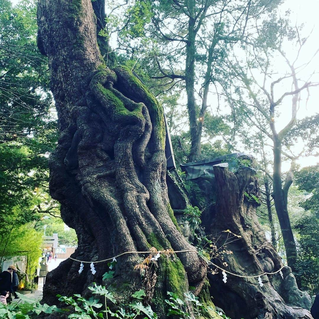 鈴木将平さんのインスタグラム写真 - (鈴木将平Instagram)「今日は自主トレオフ日だったので 新年らしく来宮神社にお参りしてきました🙇‍♂️ パワースポットと言われている天然記念物の御神木にお祈りしてきました！ 力を蓄えてまた明日から頑張ります👍 #下田自主トレ#熱海#来宮神社#パワー💪」1月13日 21時01分 - shohei_s46