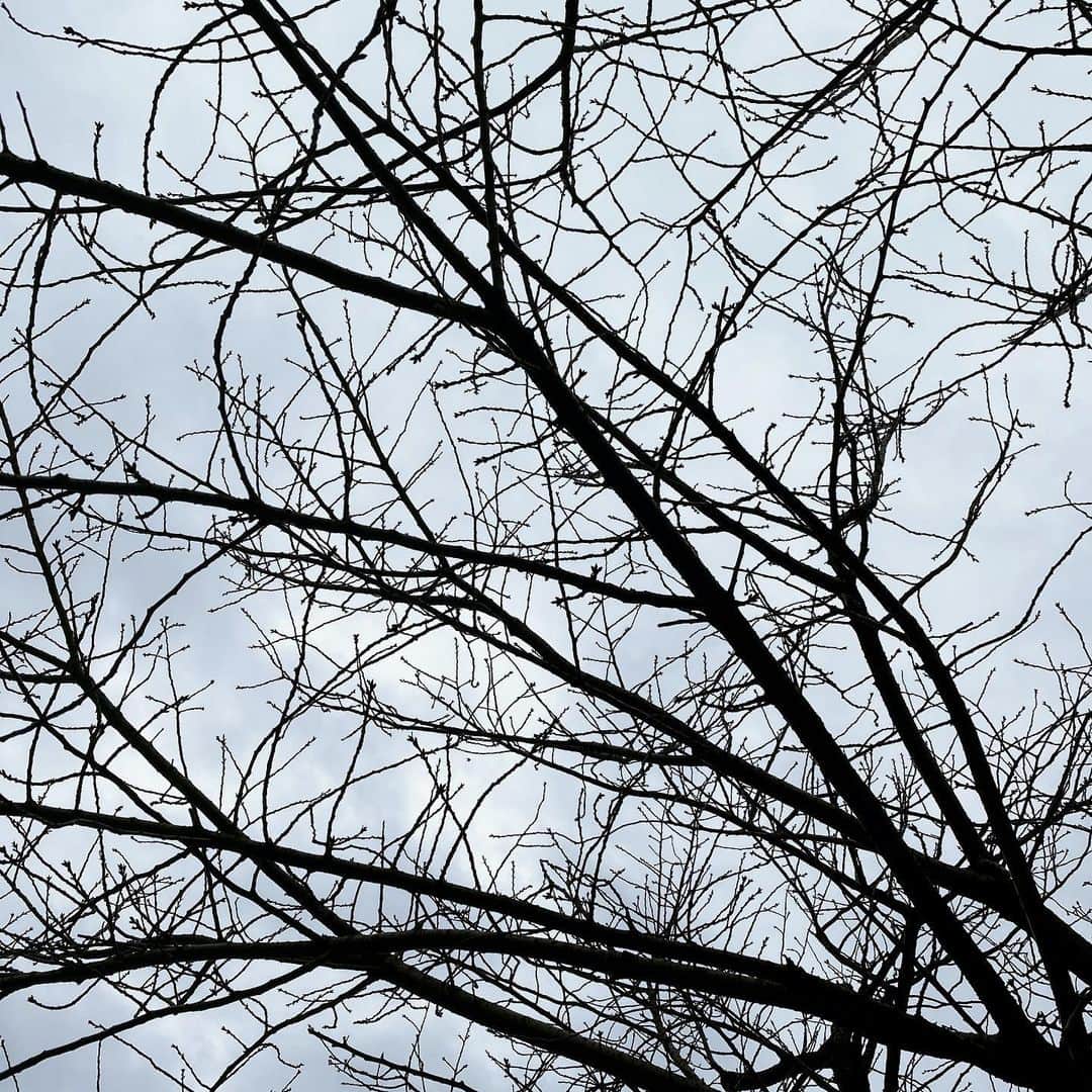 稲垣吾郎さんのインスタグラム写真 - (稲垣吾郎Instagram)「冷たい桜に惹かれた。」1月13日 21時02分 - goro_inagaki_official