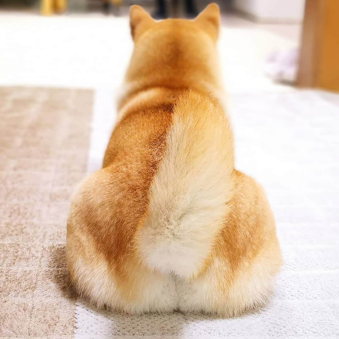 ちゃみさんのインスタグラム写真 - (ちゃみInstagram)「. 🍑  もっちり♡ 最近は桃尻カットしてないのでフサフサ～😂 あと少しフサフサしてきたから✂︎予定！ . 3枚目はLive配信したお手手ありツム寝顔💤 この寝姿もたまらんです☺ . 4枚目は去年、お尻カットした時の🍑尻ちゃん❣️ . 久しぶりに YouTubeも投稿したので、よかったら見てね😆✨ . #柴犬#しばいぬ#犬#pecoいぬ部#いぬのきもち#shiba#shibainu#dog#weeklyfluff#adorable」1月13日 21時05分 - shiba_charmy